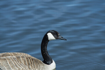 Canada Goose (Branta Canadensis) Swimming in the Water