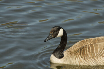 Canada Goose (Branta Canadensis) Swimming in the Water