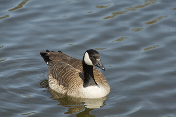 Canada Goose (Branta Canadensis) Swimming in the Water