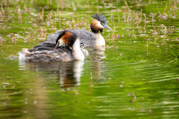 Great Crested Grebe (Podiceps cristatus) waterbird swimming on water in mating season.