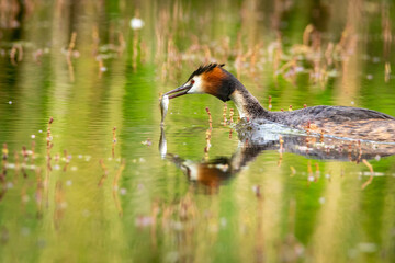 Great Crested Grebe (Podiceps cristatus) waterbird swimming on water in mating season.