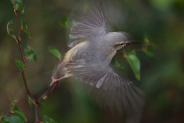 Langschnabelsylvietta / Long-billed crombec or Cape crombec / Sylvietta rufescens.