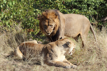 Afrikanischer Löwe / African lion / Panthera leo...