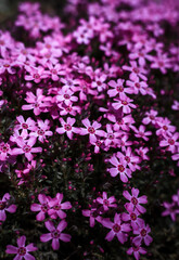 Fototapeta premium Creeping Phlox Flowers isolated on dark background