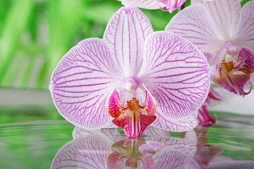 Bright beautiful orchid flower over water with reflection