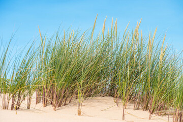 sea grass growing in the dunes in the south west of France