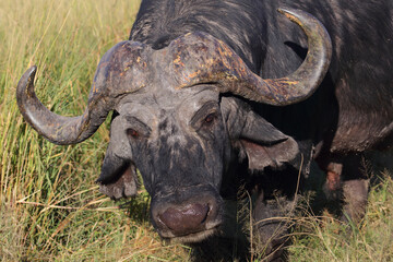 Kaffernbüffel / African buffalo / Syncerus caffer