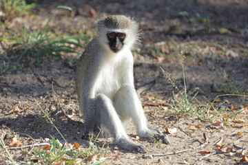 Obraz premium Grüne Meerkatze / Vervet monkey / Cercopithecus aethiops .