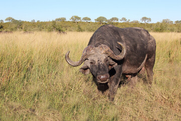 Obraz premium Kaffernbüffel / African buffalo / Syncerus caffer