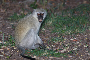 Grüne Meerkatze / Vervet monkey / Cercopithecus aethiops .