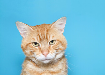 Adult orange and white ginger tabby cat looking at viewer, eyes squinting as if perturbed or upset or trying to focus visually. Turquoise blue background with copy space.