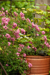 Fototapeta na wymiar big bush of pink roses