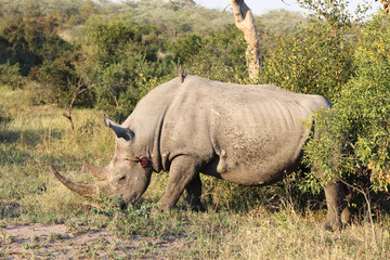 Breitmaulnashorn und Rotschnabel-Madenhacker / Square-lipped rhinoceros and Red-billed oxpecker /...
