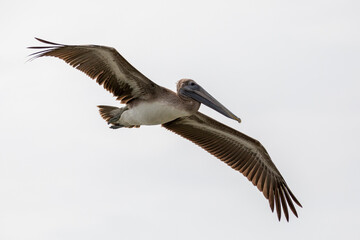 pelican in flight