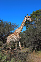 Giraffe / Giraffe / Giraffa camelopardalis