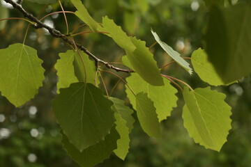 A twig of an aspen with curly quivering leaves. 