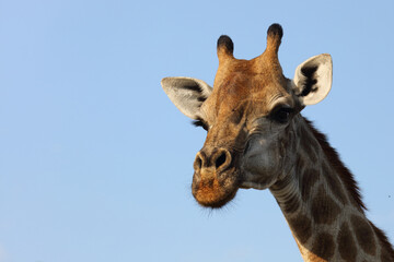 Giraffe / Giraffe / Giraffa Camelopardalis