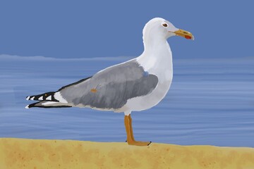 Fototapeta premium Goéland leucophée