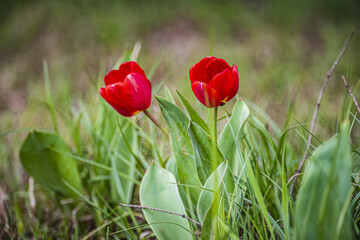 Red tulips in spring