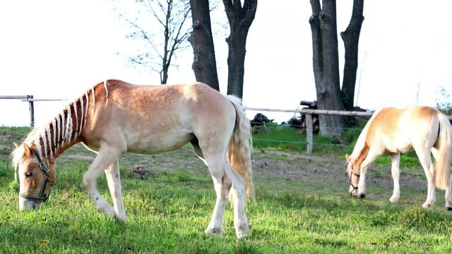 The pair of the haflinger horse on a spring pasture.
