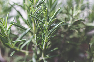 Rosmarin in Nahaufnahme