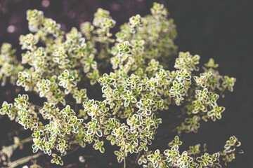 Zitronenthymian in Nahaufnahme