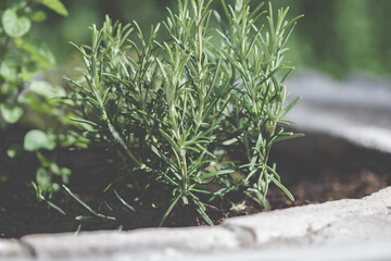 Rosmarinpflanze im Kr&auml;uterbeet