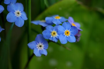 forget me not