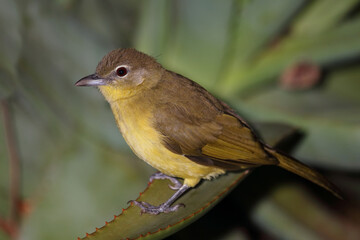 Gelbbauchbülbül /Yellow-bellied greenbul / Chlorocichla flaviventris flaviventris