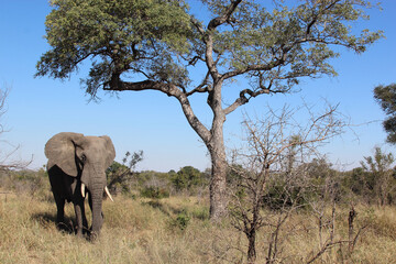 Fototapeta premium Afrikanischer Elefant / African elephant / Loxodonta africana
