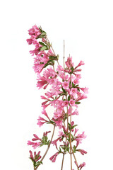 Weigela branches isolated on white background. Blooming flowers of weigela florida shrub in spring.