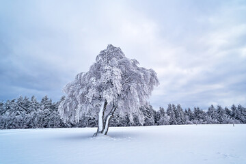 Tree in the Black Forest in the winter