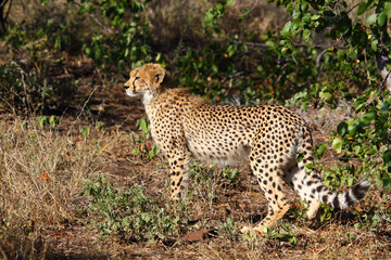 Fototapeta na wymiar Gepard / Cheetah / Acinonyx jubatus.