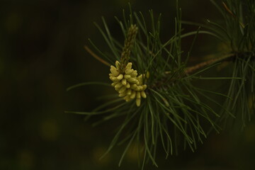 Pine flowers close-up. A branch with needles and flowers covered with pollen. Dark blurred background. 