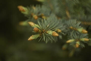 Fototapeta premium Young twigs of blue spruce on a dark background. Protective husk at the ends of the branches. Close-up. 