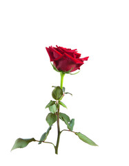 Single red rose isolated on a white background.