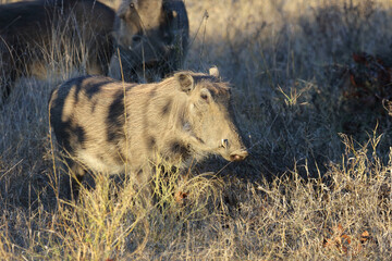 Warzenschwein / Warthog / Phacochoerus africanus