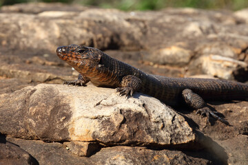 Felsen-Schildechse / Giant plated lizard / Gerrhosaurus validus
