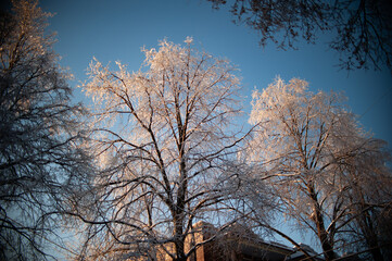 Fototapeta premium varia