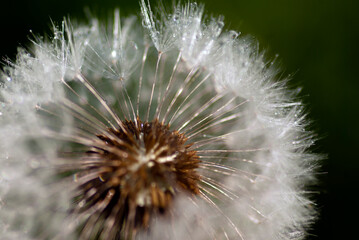 Dandelion with dew drops close-up.