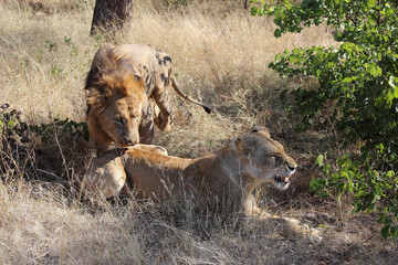 Afrikanischer Löwe / African lion / Panthera leo..