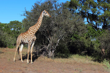 Giraffe / Giraffe / Giraffa camelopardalis