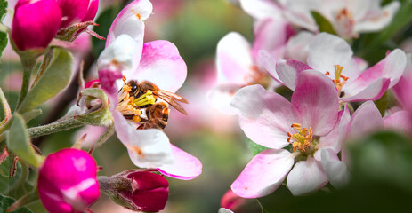 A bee collecting pollen and nectar from a apple tree flowers.