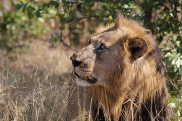 Afrikanischer Löwe / African lion / Panthera leo.