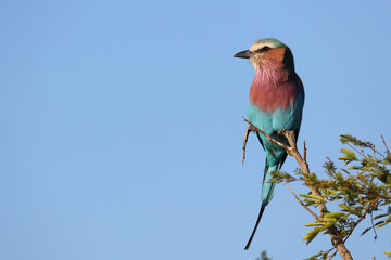 Gabelracke / Lilacbreasted roller / Coracias caudata