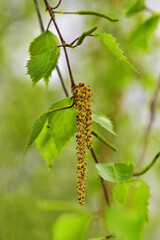 Spring flowering birch tree. Soft, weightless earrings.