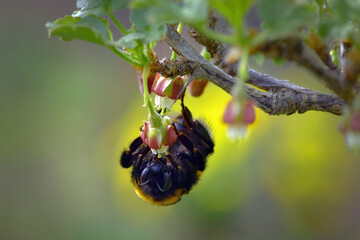 Bumblebees on gooseberry flowers