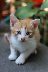 cat in the garden