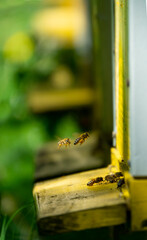 Bees bring pollen into the hive