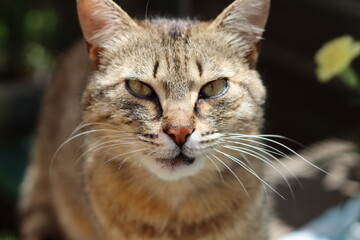 cat in the garden